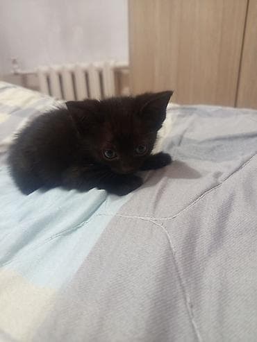кошка в добрые руки: Нашла на улице котенка,это девочка. Отдам бесплатно в хорошие руки!🙏🏻🩷 — 2