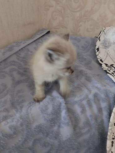объявления про котят: Тайская, 1 месяц, Мальчик, Приучена к лотку — 2