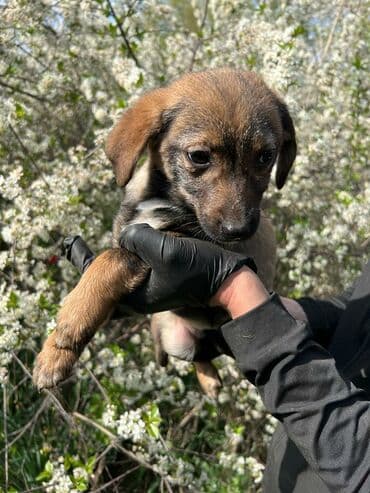 домик для собаки уличный: Ищем дом замечательной девочке. Привита,обработана. Привезём сами при — 3
