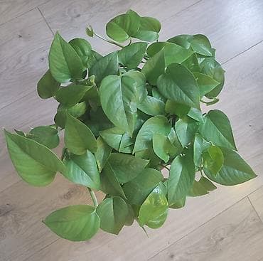 Роскошный сциндапсус в диаметре 40-50 см самовывоз из района Ошского