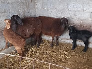 кролики карликовые: Продаю | Овца (самка) | Для разведения | Матка — 2