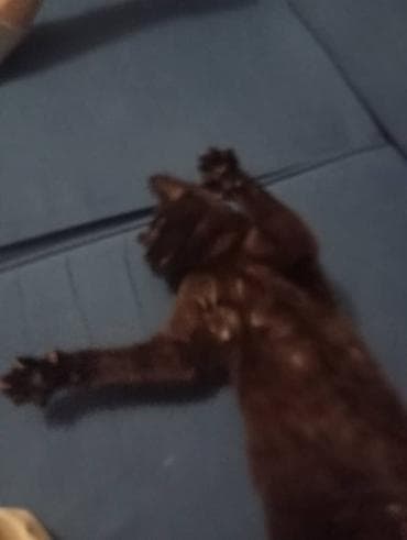 cat litter: Кошка даром: Беспородная, 3 месяца, Мальчик, Приучена к лотку — 6