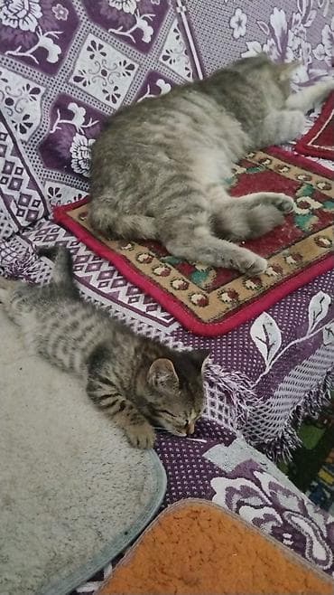 кошка сфинкс с шерстью: Котята домашние, полосатые табби. На фото — малыши вместе с — 1