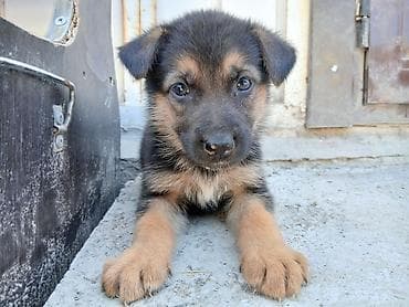 cane corso: 2 месяца, Самец, С прививкой — 2