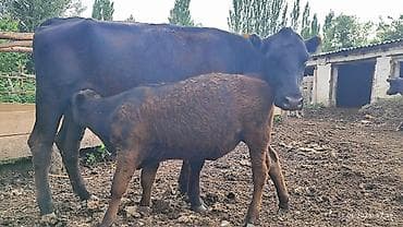белый кролик: Продаю | Корова (самка), Музоо, торпок | Ангус | Для разведения | После отела — 3