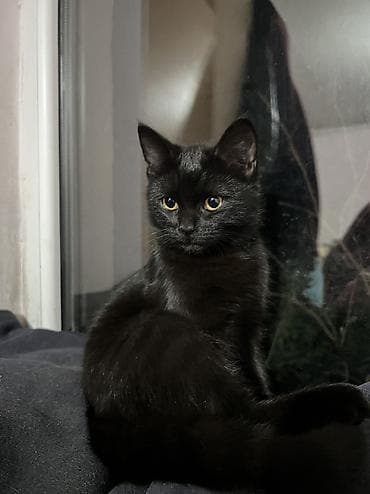 отдам котенка в добрые руки: Кошка даром: Беспородная, 9 месяцев, Девочка, Приучена к лотку — 3