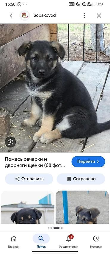 ищу собаку: Немецкая овчарка, 2 месяца, Самка, С прививкой — 1