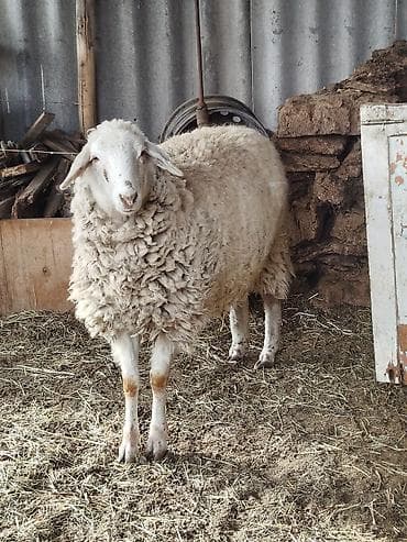 каровы доиные: Продаю | Овца (самка) | Для разведения | Матка — 4