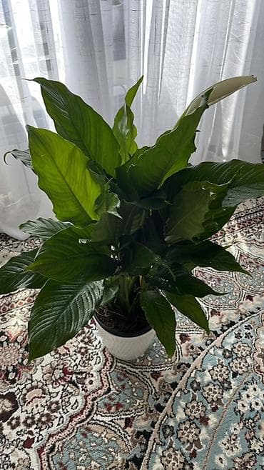 Спатифиллум Гигант Spathiphyllum), крупный куст - Листья крупные