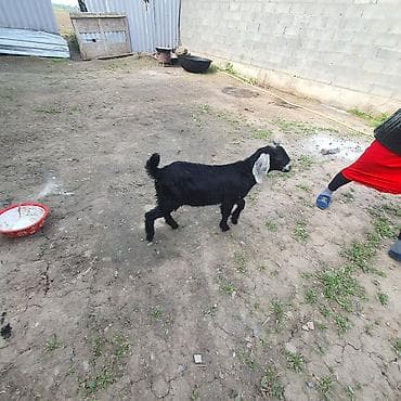 коза заненская: Продаю | Козлёнок | Для разведения — 3