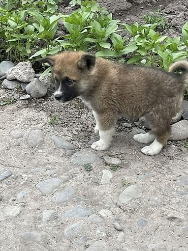 щенки шпица купить: Собака даром: 2 месяца, Самец — 4