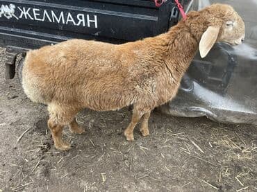 үй саан: Сатам | Кочкор (эркек) | Арашан | Көбөйтүү үчүн — 7