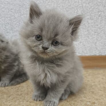 В продаже очаровательные котята — 3 девочки (две прямоухие и одна