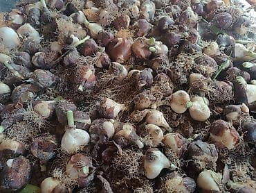 Тюльпан Луковицы посадки - Разбор: мелкие луковички-детки с