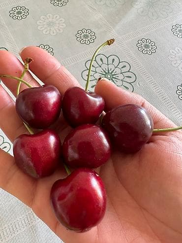 алча вишня: Только оптом! Дачная колированная черешня (кокон гилас). 500-700 кг — 4