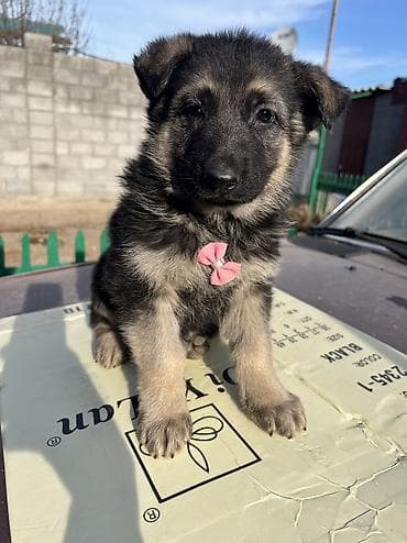 щенки кангал: Немецкая овчарка, 1 месяц, Самец — 2