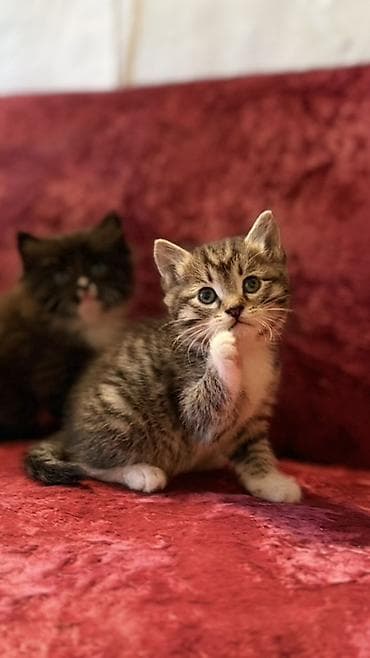 животные котята: Отдам котят в хорошие руки 🐾 Котятам 2,5 месяца — активные, игривые и — 2