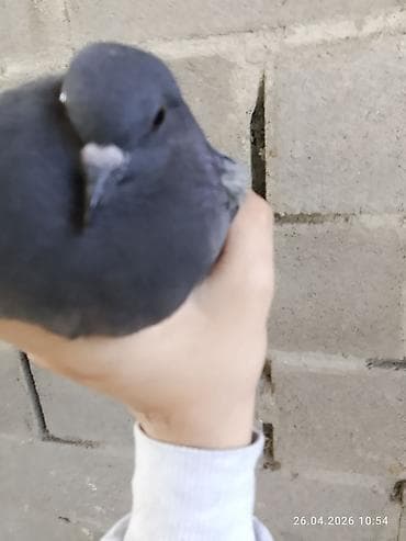 золотой ворон: Почтовый голубь (темно-серый окрас) - Порода: домашний голубь — 8