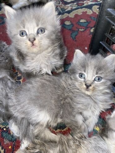 отдам кота я его боюсь: 2 месяца, Девочка, Серый, Приучена к лотку — 3