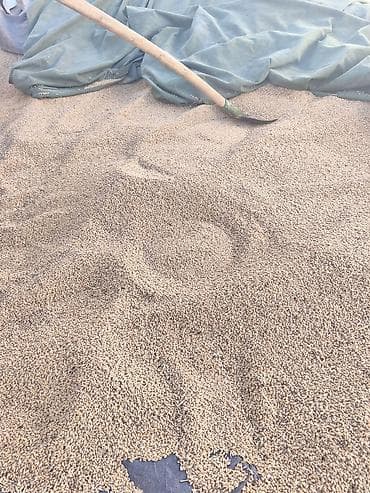 бачок бишкек: Пшеница (зерно)
Российский кормовой имеется пять тонн — 2