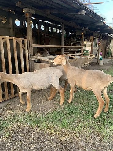 собачий мясо: Продаю | Ягненок | Эдильбаевская | Для разведения | Племенные — 2