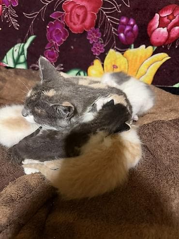 Мышыктар: Котята Бесплатно Даром от домашней кошки - Помёт разноокрасочных — 3