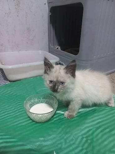 котенок сиамский: Сиамского котёнка, на вид 2-3 месица, худенькая почистили от мусора — 2