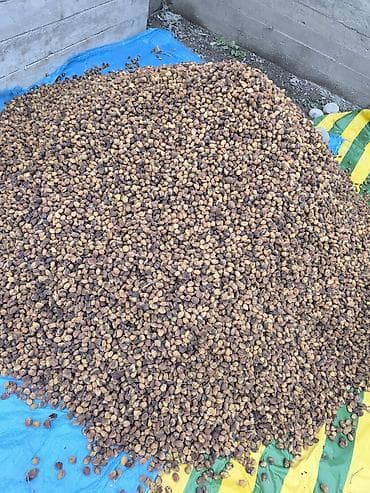 абрикос: Баткенской кургатылган натуральный орук как бар 1 тона только Оптом — 3