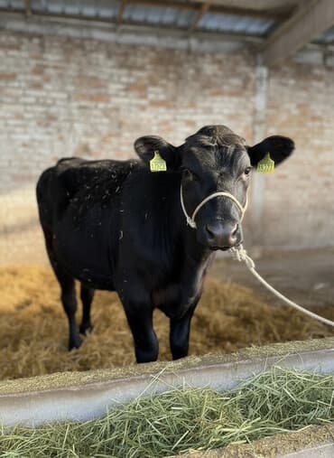 отдам даром охотничью собаку: Продаю | Корова (самка), Тёлка | Ангус | На откорм, Для молока | Привязанные — 2