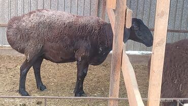 продажа кормов для сельскохозяйственных животных: Продаю | Овца (самка) | Арашан | Для разведения | Племенные, Котные, Осеменитель — 13