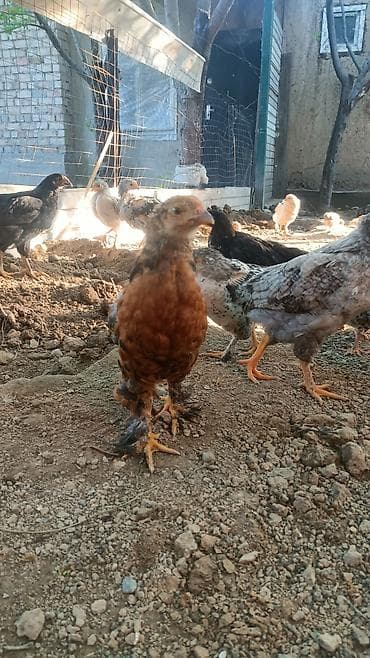 кролик домашний: Продаю | Цыплята | Для разведения — 4