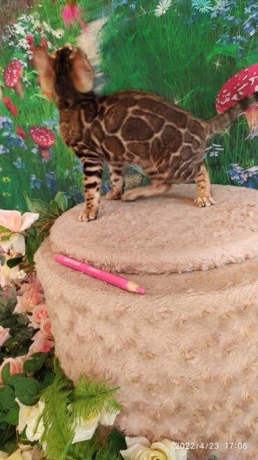 новорожденные котята: Привет друзья. в питомнике Бен Гла Мур есть свободные кото — 7