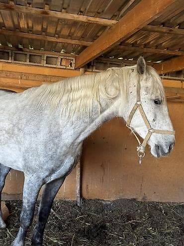 рабочи ат: Продаю | Конь (самец) | Рабочий | Мерин — 1