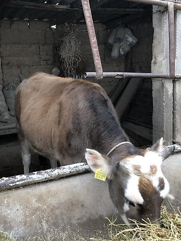 коровы уй: Продаю | Корова (самка) | Полукровка | Для молока | Нетель — 3