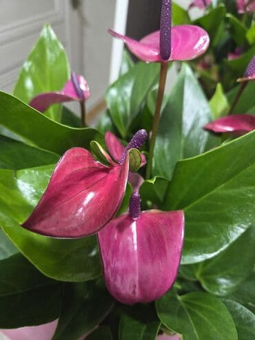 Фикустар: Комнатные растения в горшках: 1) Фикус (Ficus elastica — 4