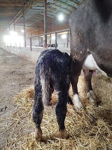 бука быки: Продаю | Музоо, торпок | На откорм — 2