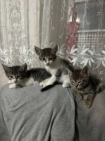 Котята, полосатые и бело-полосатые, короткошёрстные. Возраст - полтора