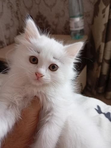сиямские кошки: 1 месяц, Девочка, Белый — 9