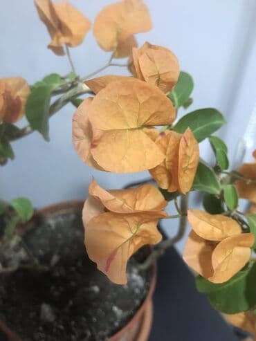 бугенвиля: Бугенвилия 750 сом — 3