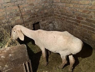 Үй жаныбарлары үчүн товарлар: Сатам | Ургаачы кой (ургаачы) | Көбөйтүү үчүн — 5