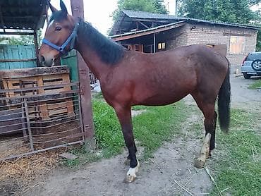 бараны арашан цена: Продаю | Кобыла (самка), Жеребенок | Для разведения — 7