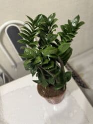 растения для аквариума: Пальмы(Хомедория),замиокулькасы(доллар) Зензи,черный доллар,зеленый — 19