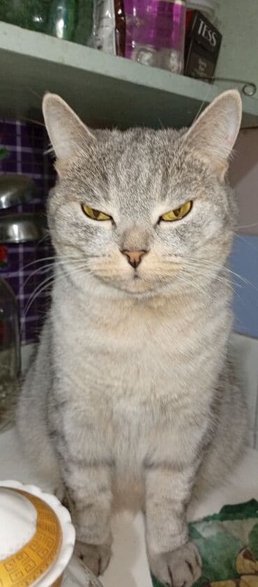 котята в добрые руки бесплатно: Американская короткошёрстная, 3 года, Девочка, Серый — 3