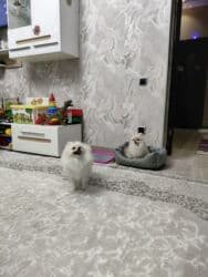 купить собаку шпица недорого: Шпиц, 1 год, Самец, С прививкой, С родословной — 24