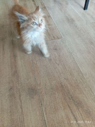 шотландский вислоухий кот рыжий: Кошка даром: Ангорская, 3 месяца, Мальчик — 3