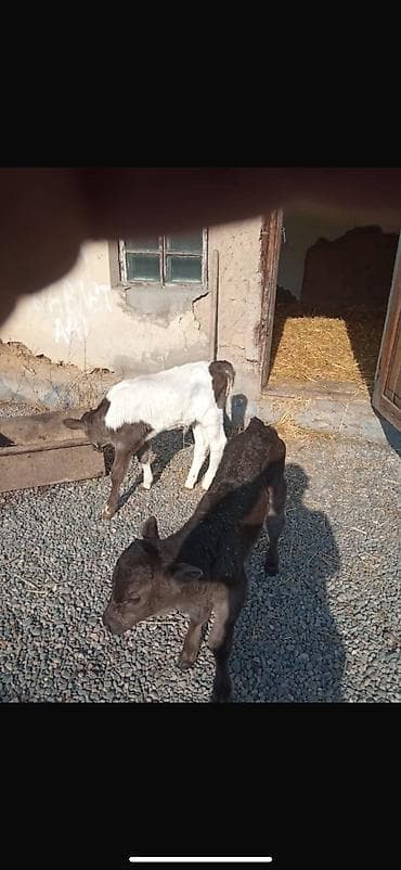 тай сатам: Сатам | Музоо | Бордоп семиртүү үчүн — 2