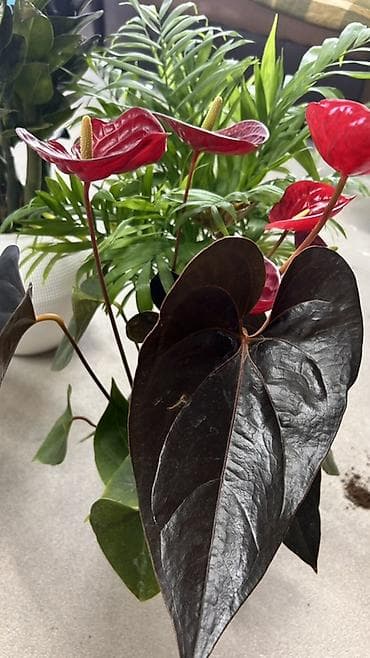 Бөлмө өсүмдүктөрү: Антуриум (Anthurium) с темно-бордовыми, почти черными сердцевидными — 2