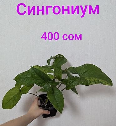мох для улиток: Дримопсис (луковичное растение). Особенности: - Пышный куст с плотной — 4