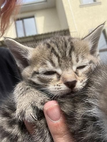где можно купить кошку в бишкеке: Котята,девочки милые и спокойные Особенности: - Домашние, ручные — 2