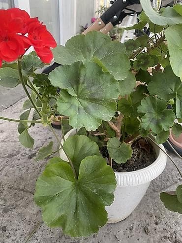 кавер продаю: Комнатные и балконные растения в горшках - Пеларгония (герань — 2